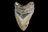 Fossil Megalodon Tooth - North Carolina #147763-2
